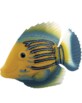 Poisson nageur jaune et bleu